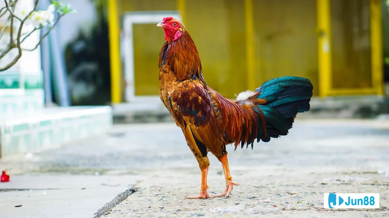 Gà tre đá chọn lọc